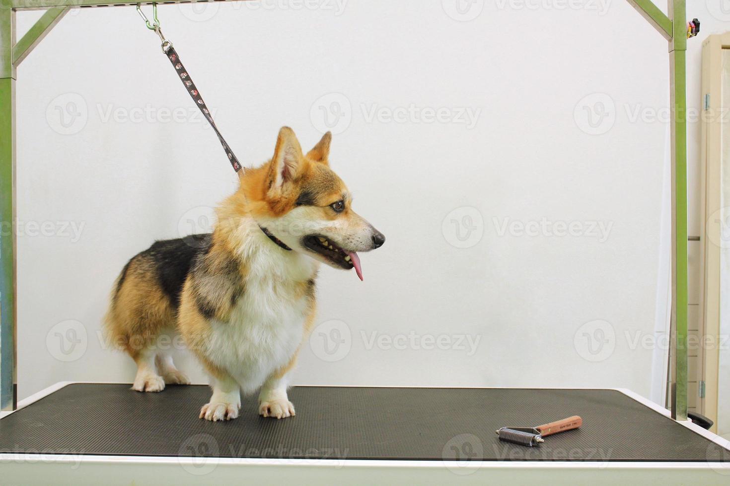 rolig corgi welsh pembroke med säkerhet bälte stående på hund grooming tabell i salong. professionellt service, sällskapsdjur vård, friskvård, spa, hygien, skönhet av djur begrepp. närbild foto