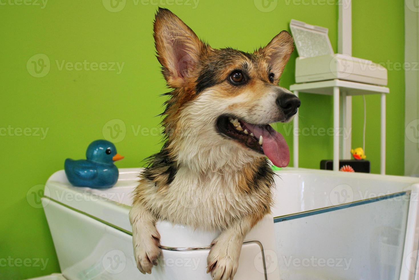 corgi welsh pembroke med våt päls stående i en badrum efter badning och tvättning i grooming salong. professionell hygien, välbefinnande, spa förfaranden av djur begrepp. inhemsk sällskapsdjur vård aning. stänga upp foto