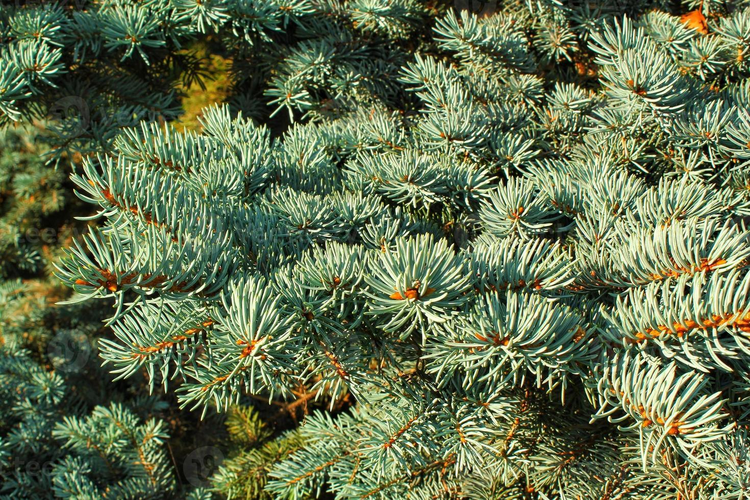 närbild av färsk blå gran grenar. sammansättning picea pungens landskaps i japansk trädgård. natur botanisk vintergröna tall barr- växter begrepp. jul dekorativ träd för Semester foto