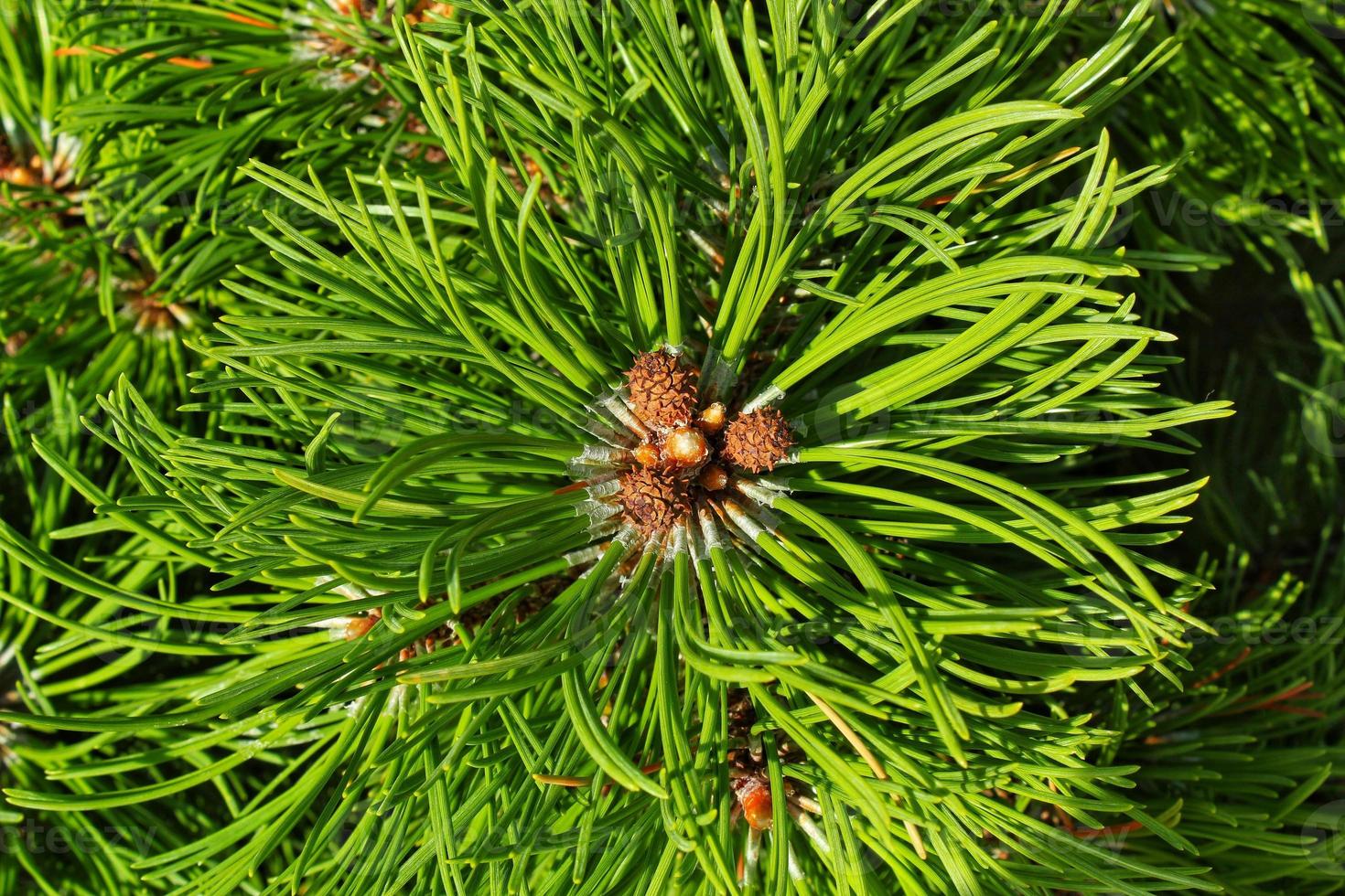 berg tall träd pinus mugo med knoppar, lång gren och barr. mughus pumilio cultivar dvärg- i sten parkera. sammansättning Pinaceae landskaps i japansk trädgård. natur botanisk begrepp. närbild foto