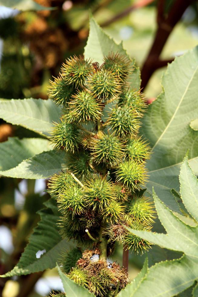 ricinus communis nötter hängande på de träd. foto