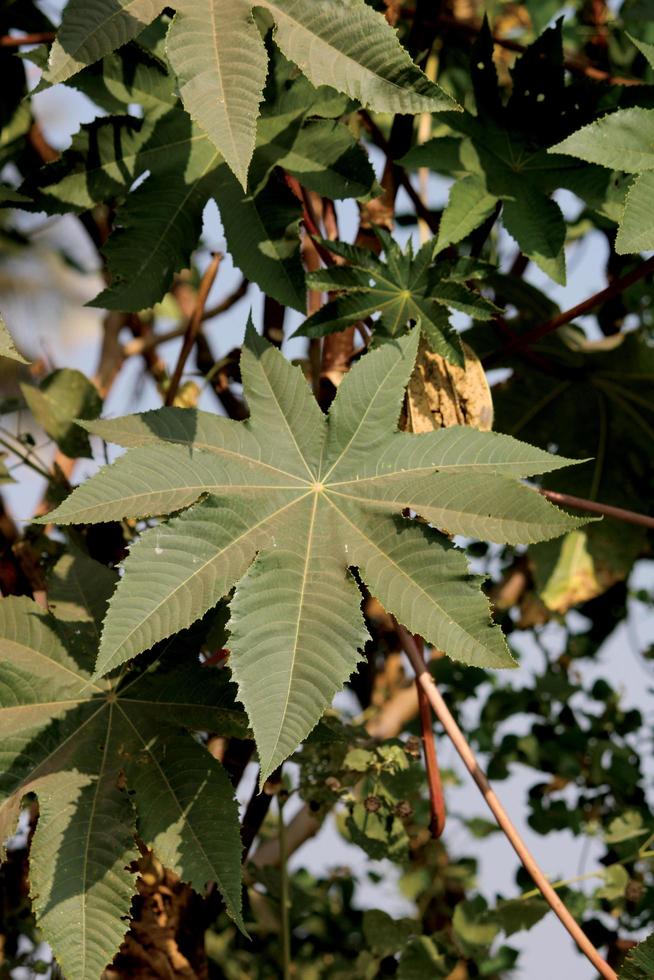 en närbild se av en ricinus communis blad. foto