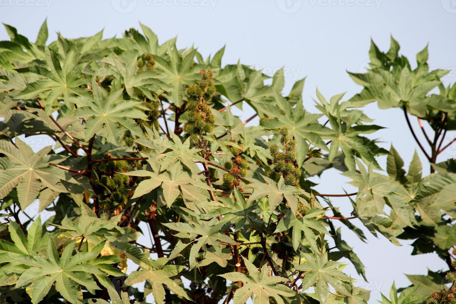 en närbild se av en ricinus communis löv, badami. foto