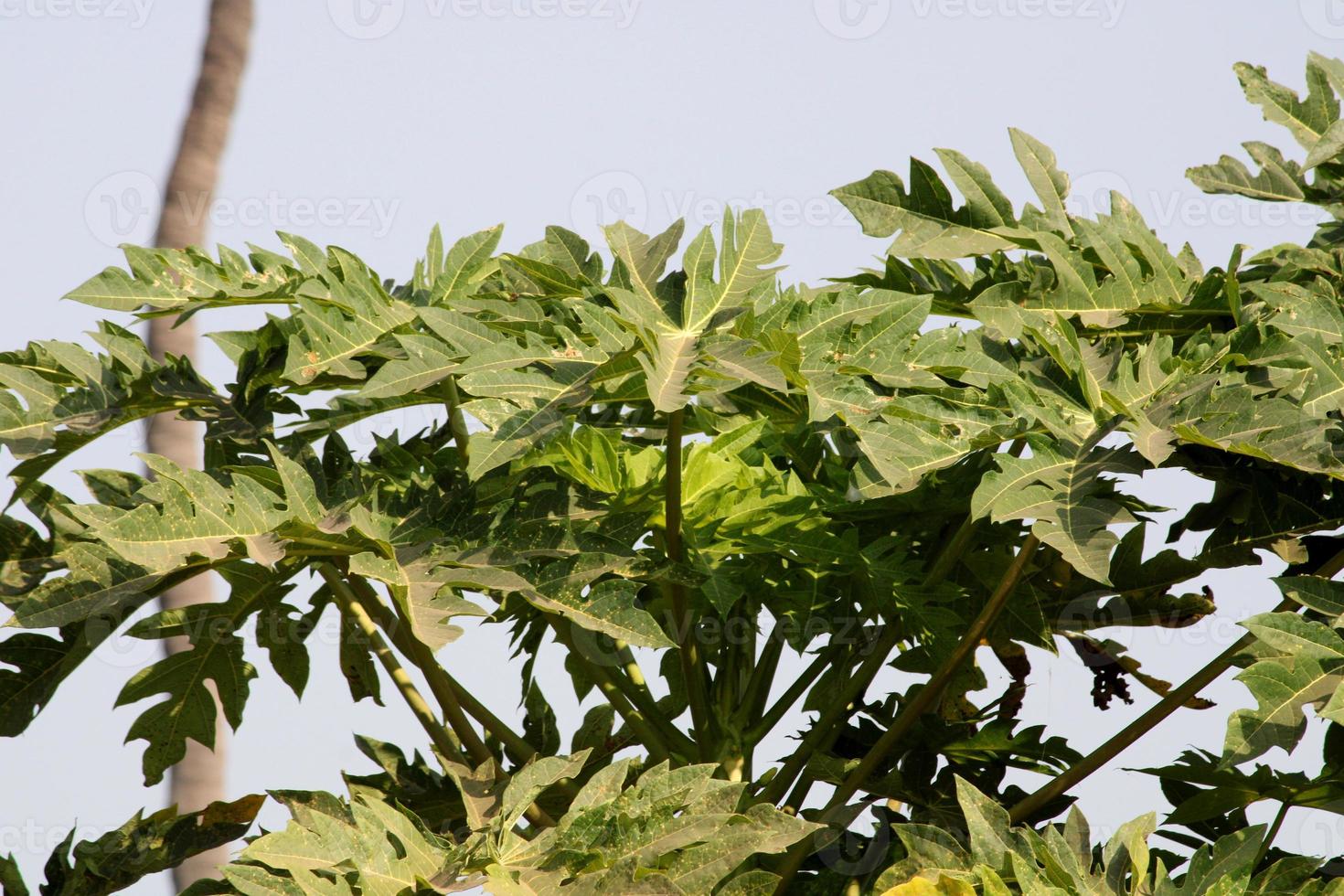 en närbild se av en ricinus communis löv, badami. foto