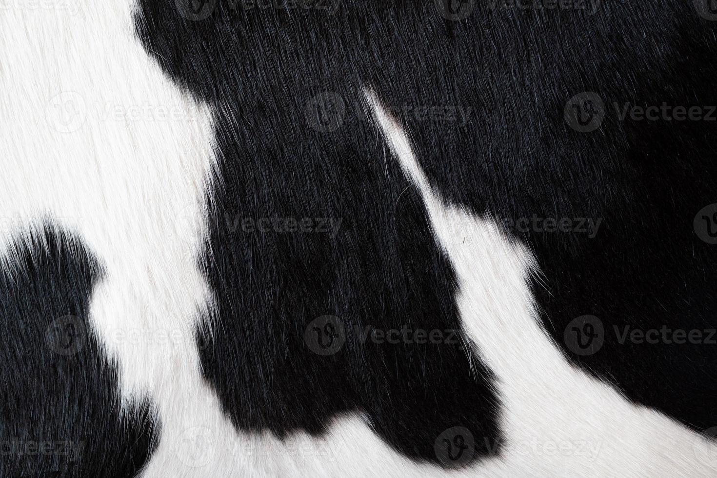 päls matta med svart ko hud mönster bakgrund. ko textur mönster. djur- hud mall. fläck bakgrund. foto