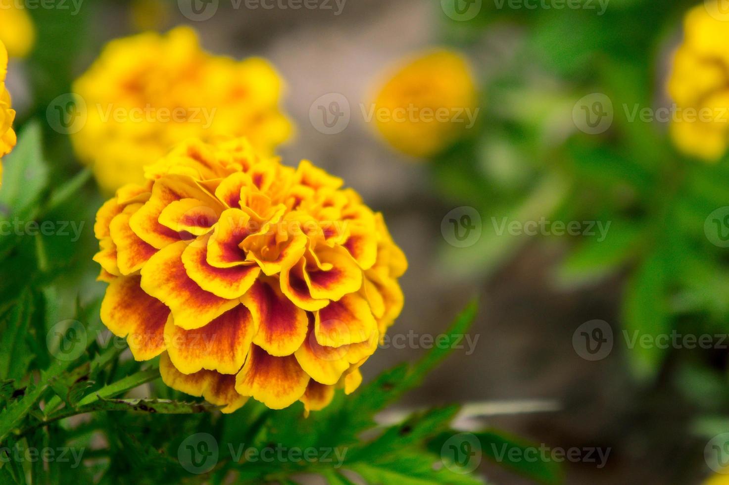 ringblomma blommor i de trädgård på sommar , gul blommor ,skön blommor på sommar i de trevlig dag ört blommor foto