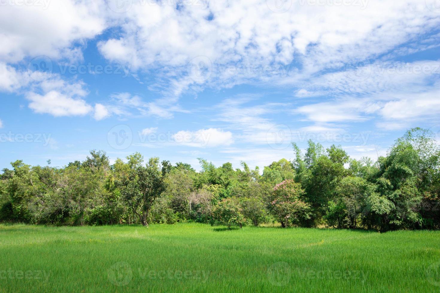 se av ris fält, skogar och himmel. lantbruk i thailand och kopia Plats foto