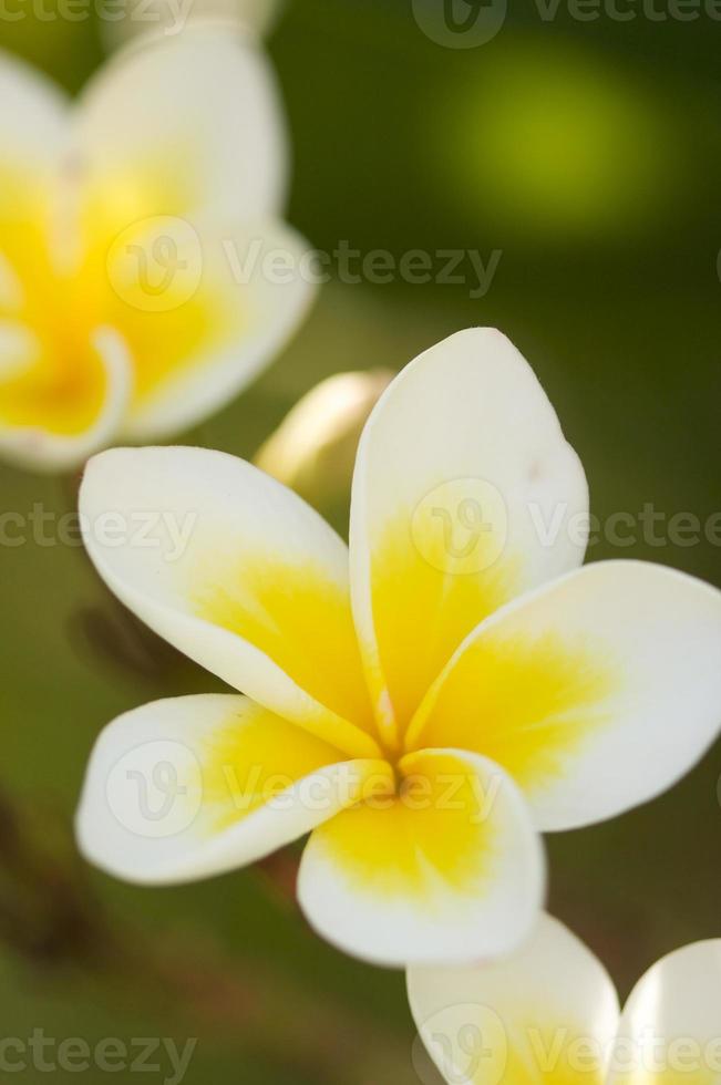 gula plumeria blommor foto