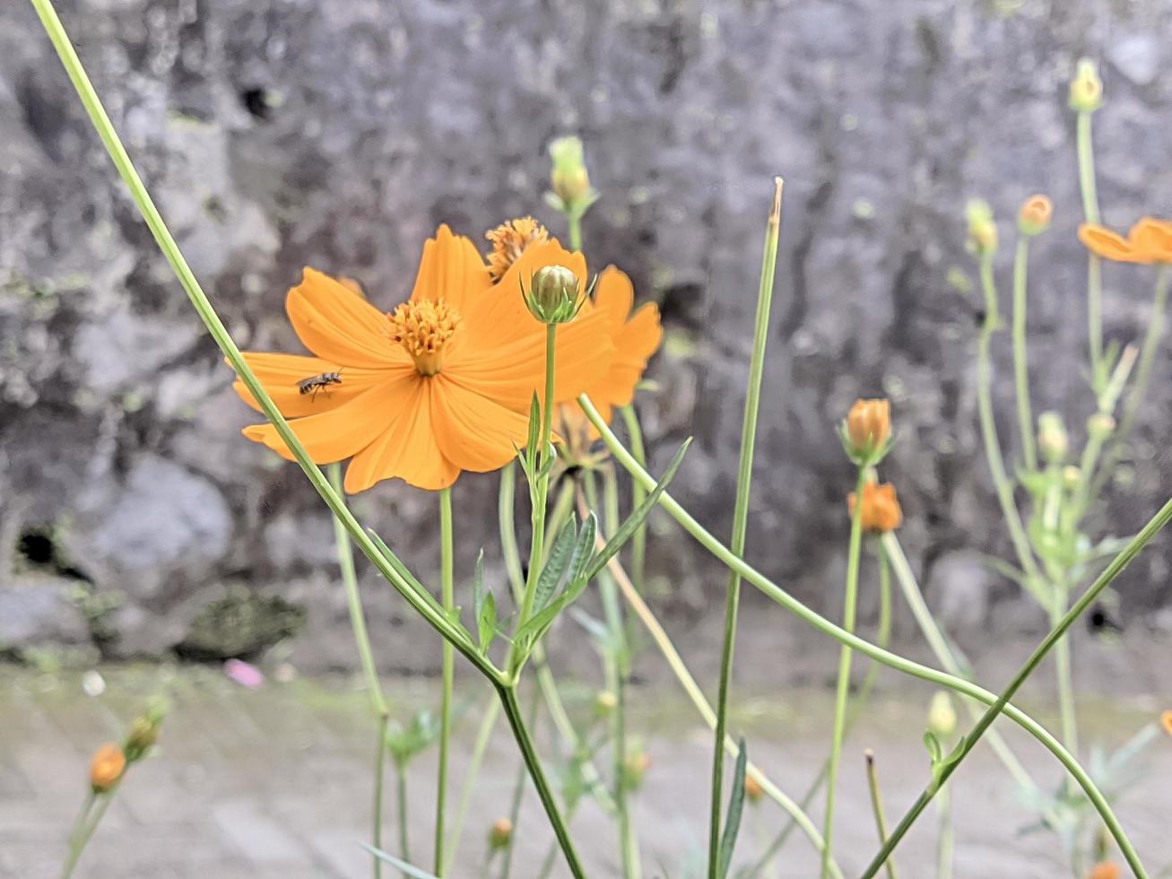 kosmos sulfureus orange i Färg med träd trunkar och bin i de bakgrund foto