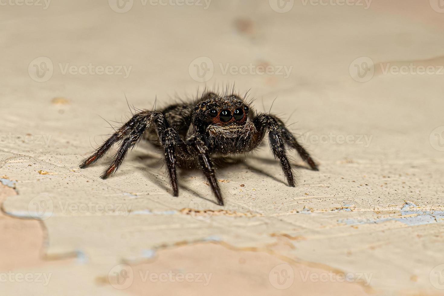 liten hoppande spindel foto