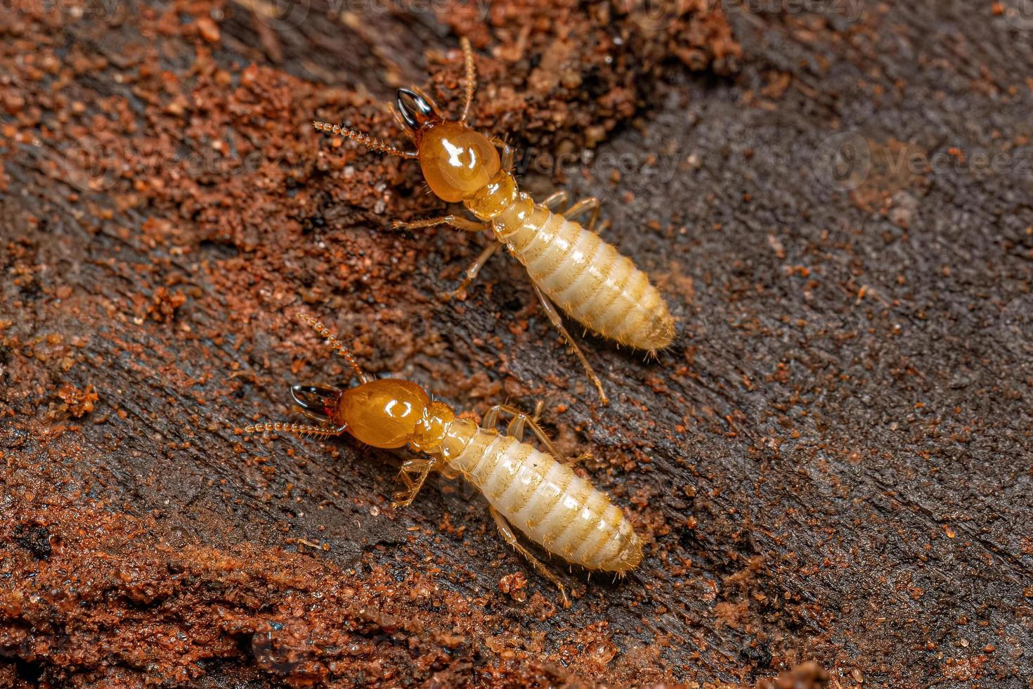 små typisk termit insekt foto