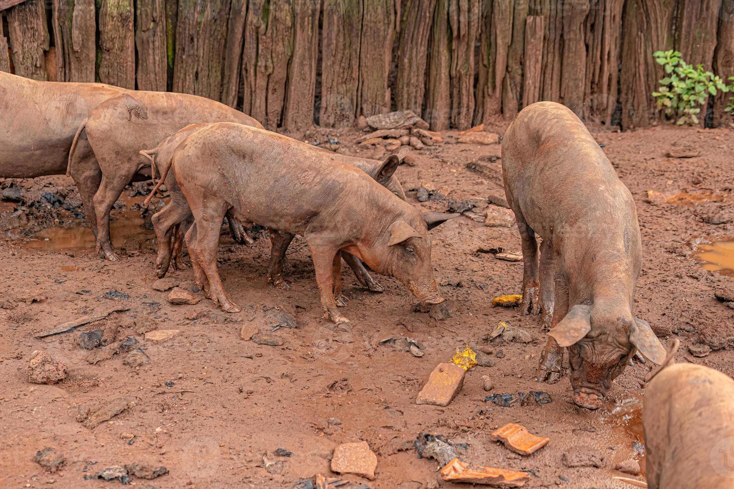 gris uppvuxen i en utomhus grisstall foto