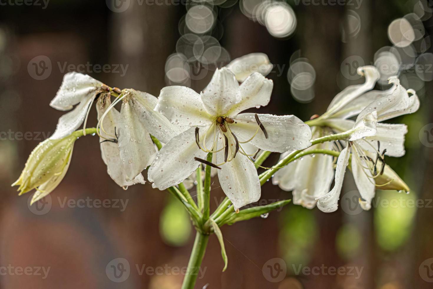 vit träsk lilly blomma foto