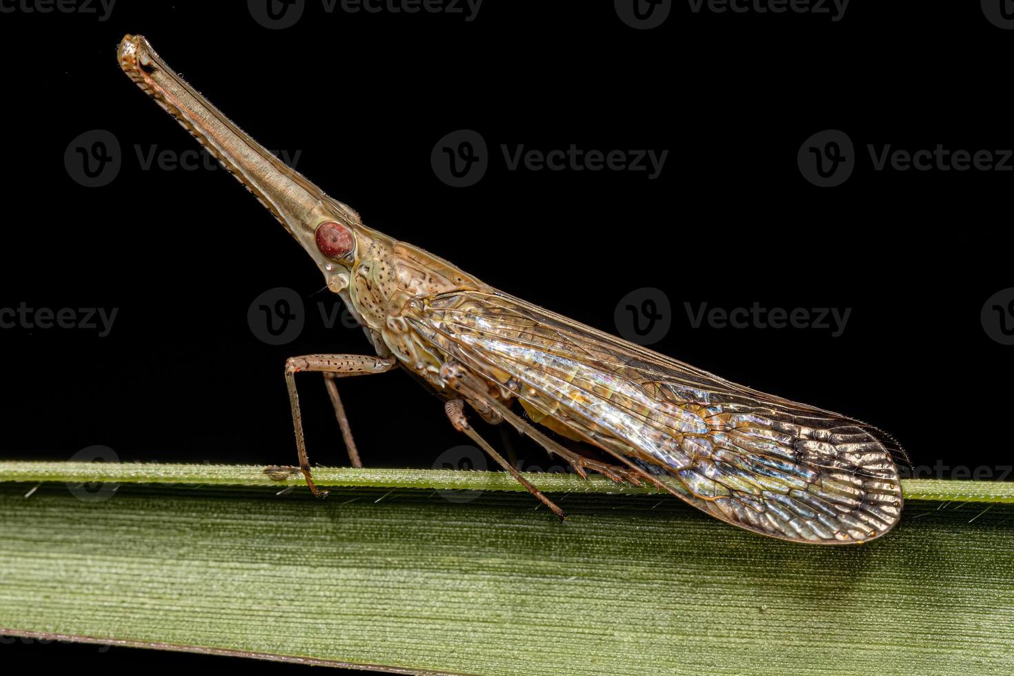 vuxen dictyopharid planthopper insekt foto