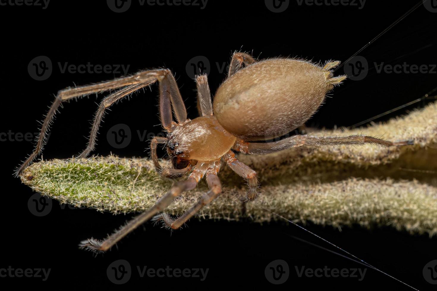 vuxen kvinna lång legged säck Spindel foto