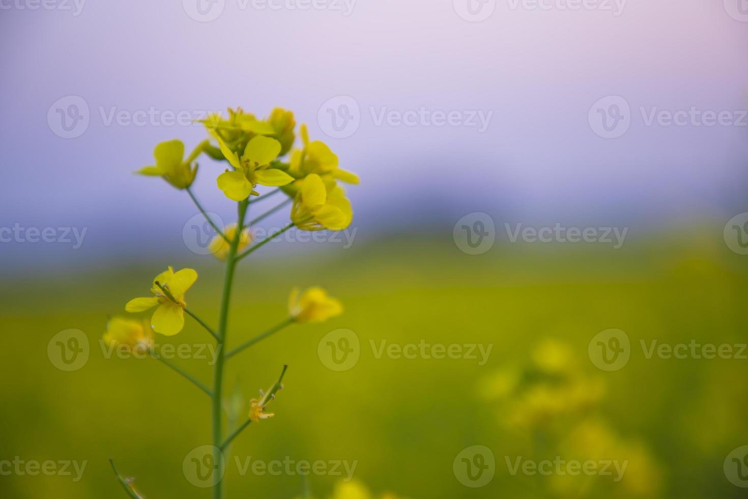 närbild fokus en skön blomning gul rapsfrö blomma med suddigt bakgrund foto