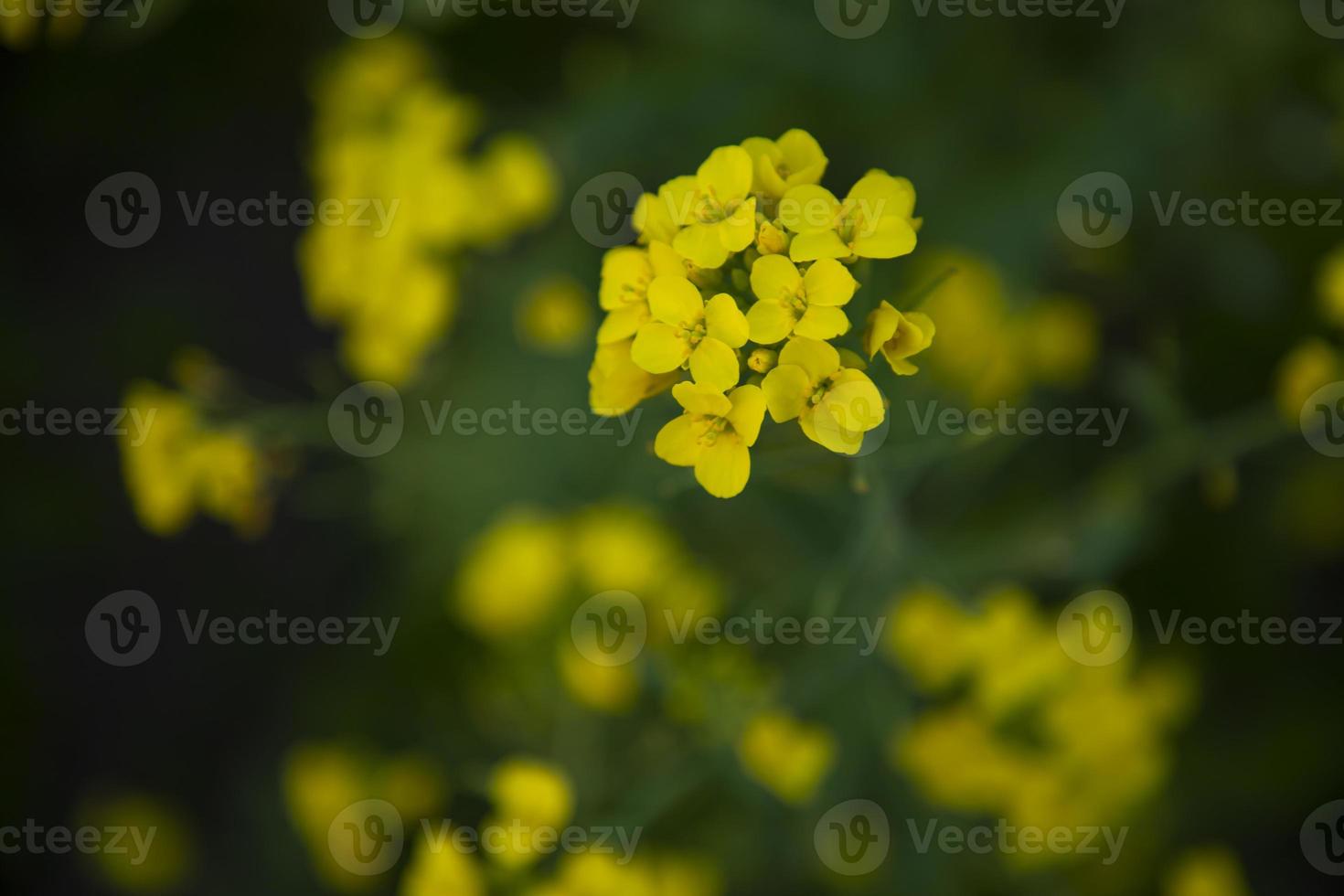 närbild fokus en skön blomning gul rapsfrö blomma med suddigt bakgrund foto