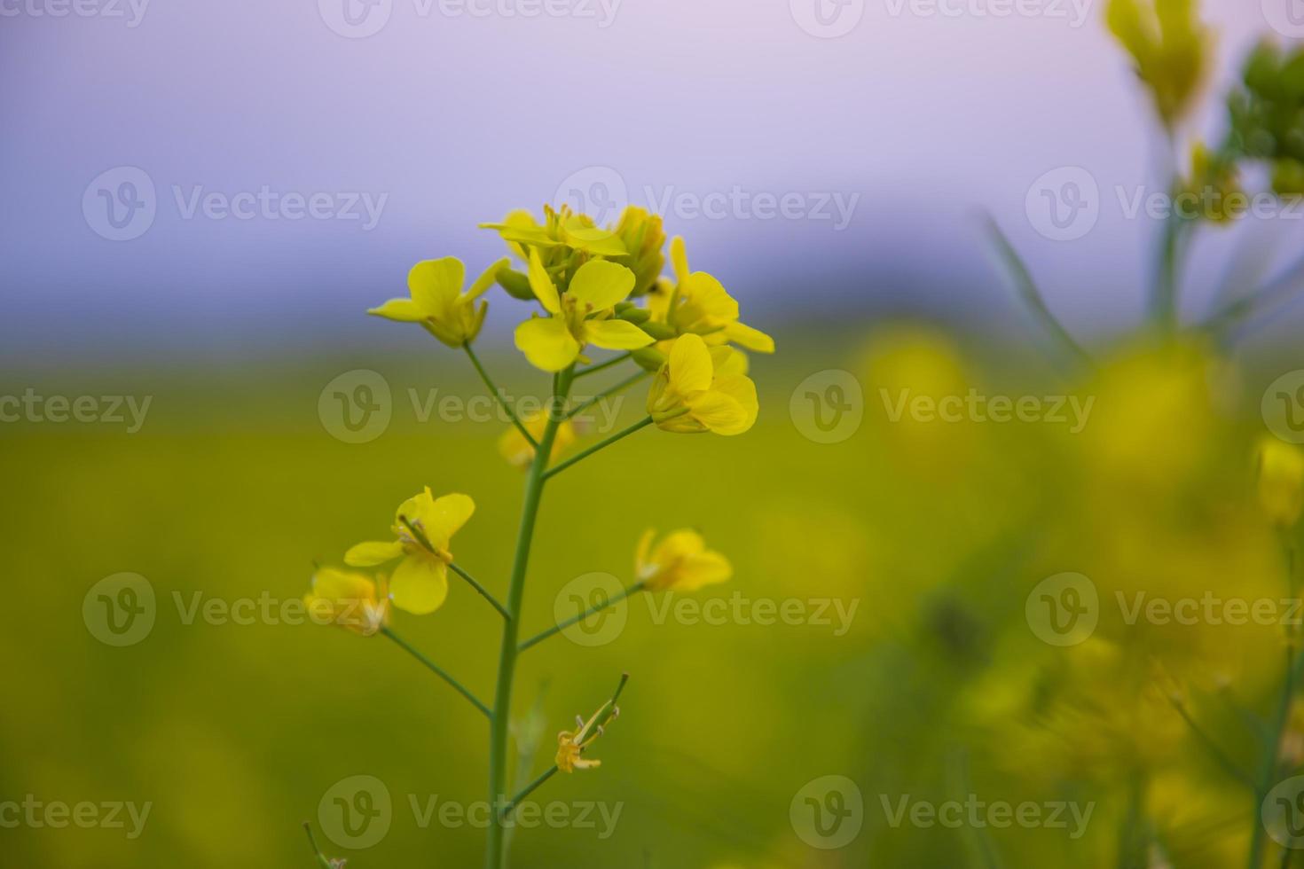 närbild fokus en skön blomning gul rapsfrö blomma med suddigt bakgrund foto