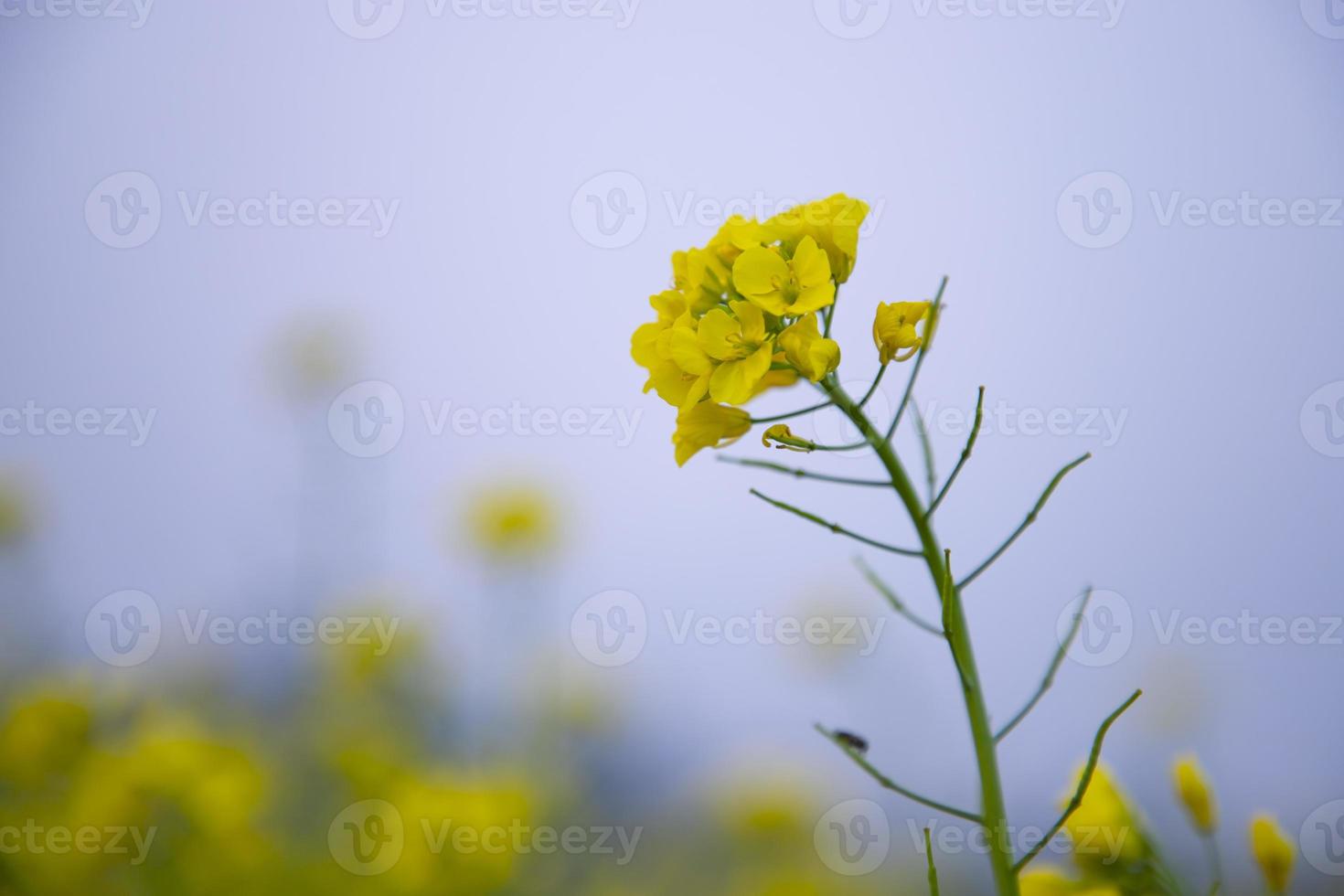 närbild fokus en skön blomning gul rapsfrö blomma med suddigt bakgrund foto