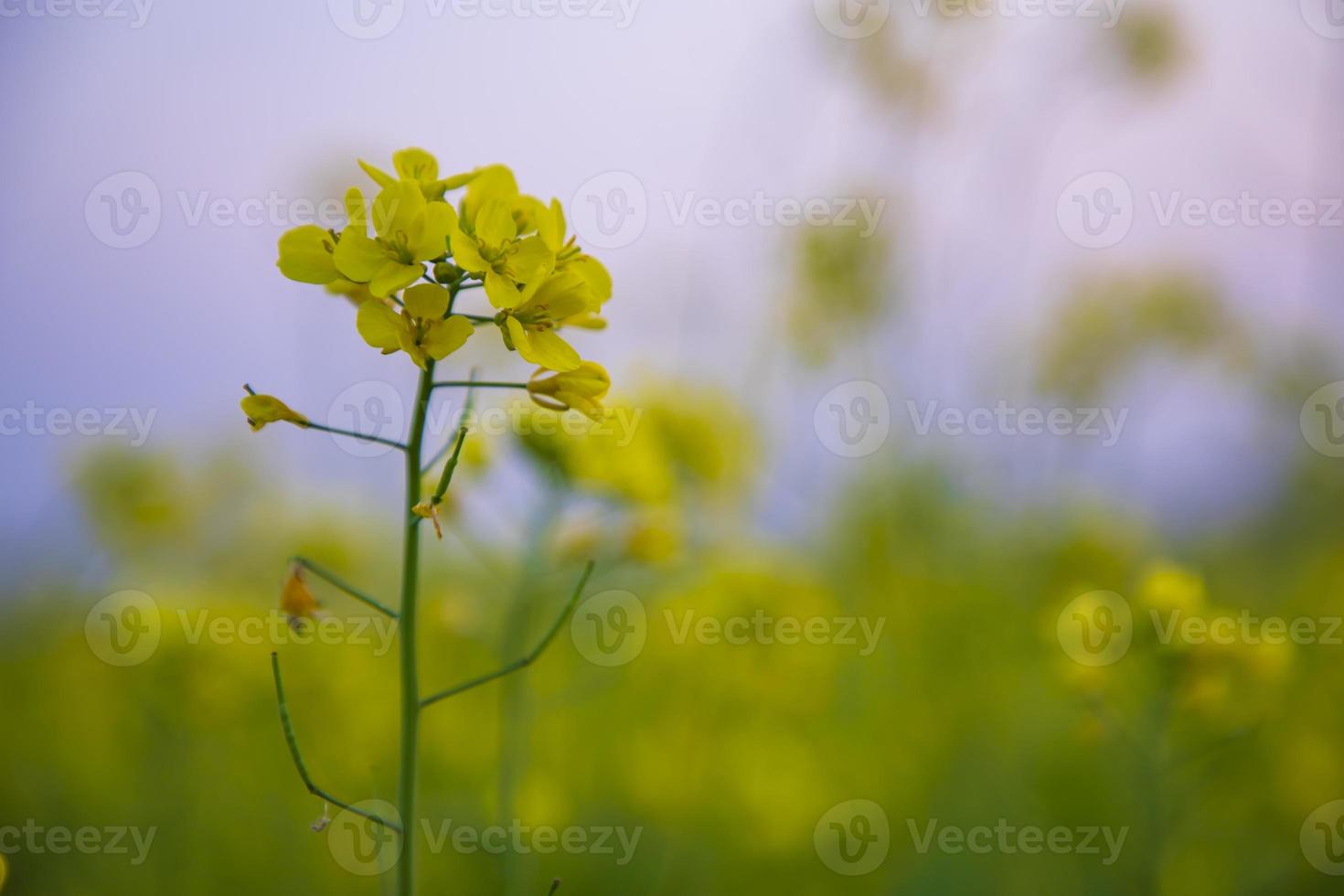 närbild fokus en skön blomning gul rapsfrö blomma med suddigt bakgrund foto