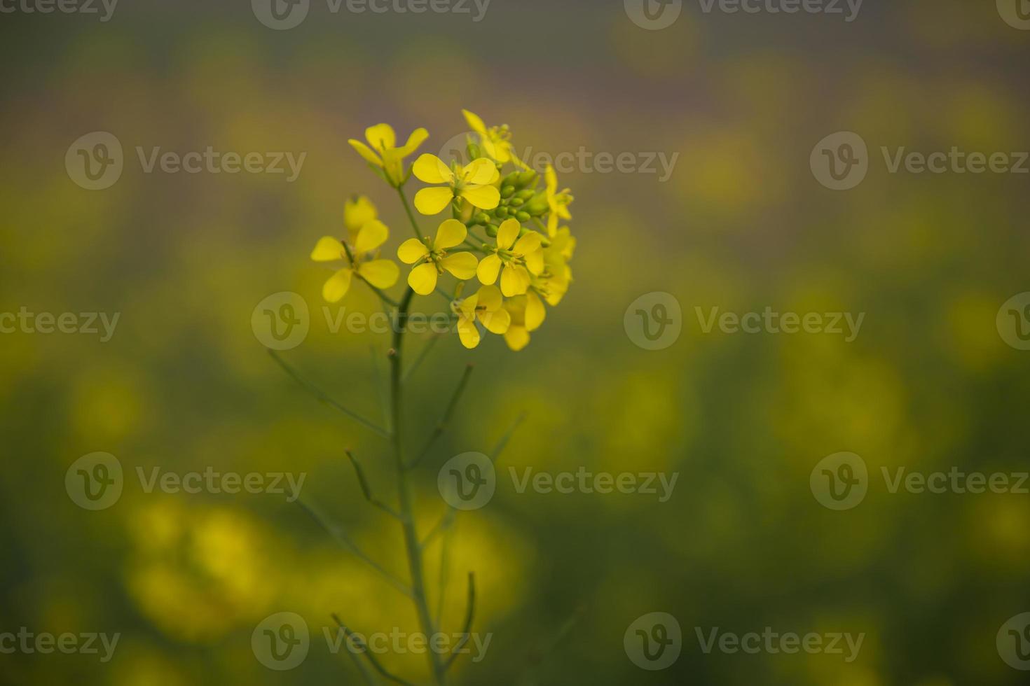 närbild fokus en skön blomning gul rapsfrö blomma med suddigt bakgrund foto