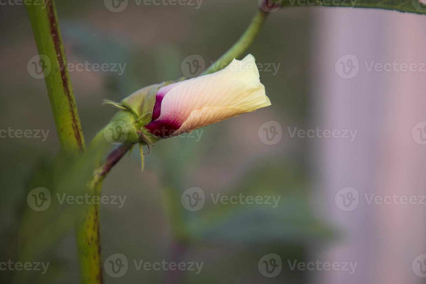 skön damer finger blomma knopp med suddigt bakgrund foto