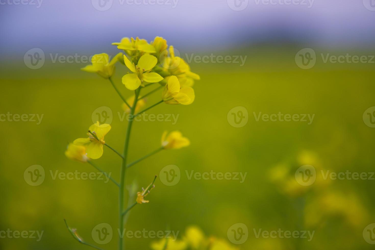 närbild fokus en skön blomning gul rapsfrö blomma med suddigt bakgrund foto