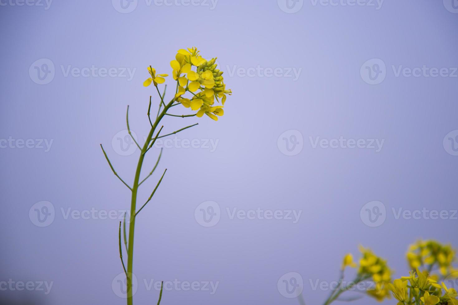 närbild fokus en skön blomning gul rapsfrö blomma med suddigt bakgrund foto