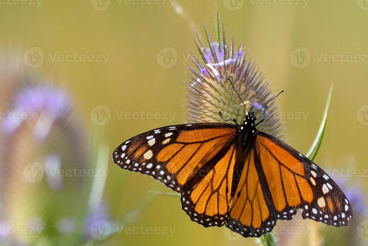 en monark fjäril - danaus plexippus - går av på en teesel blomma. foto