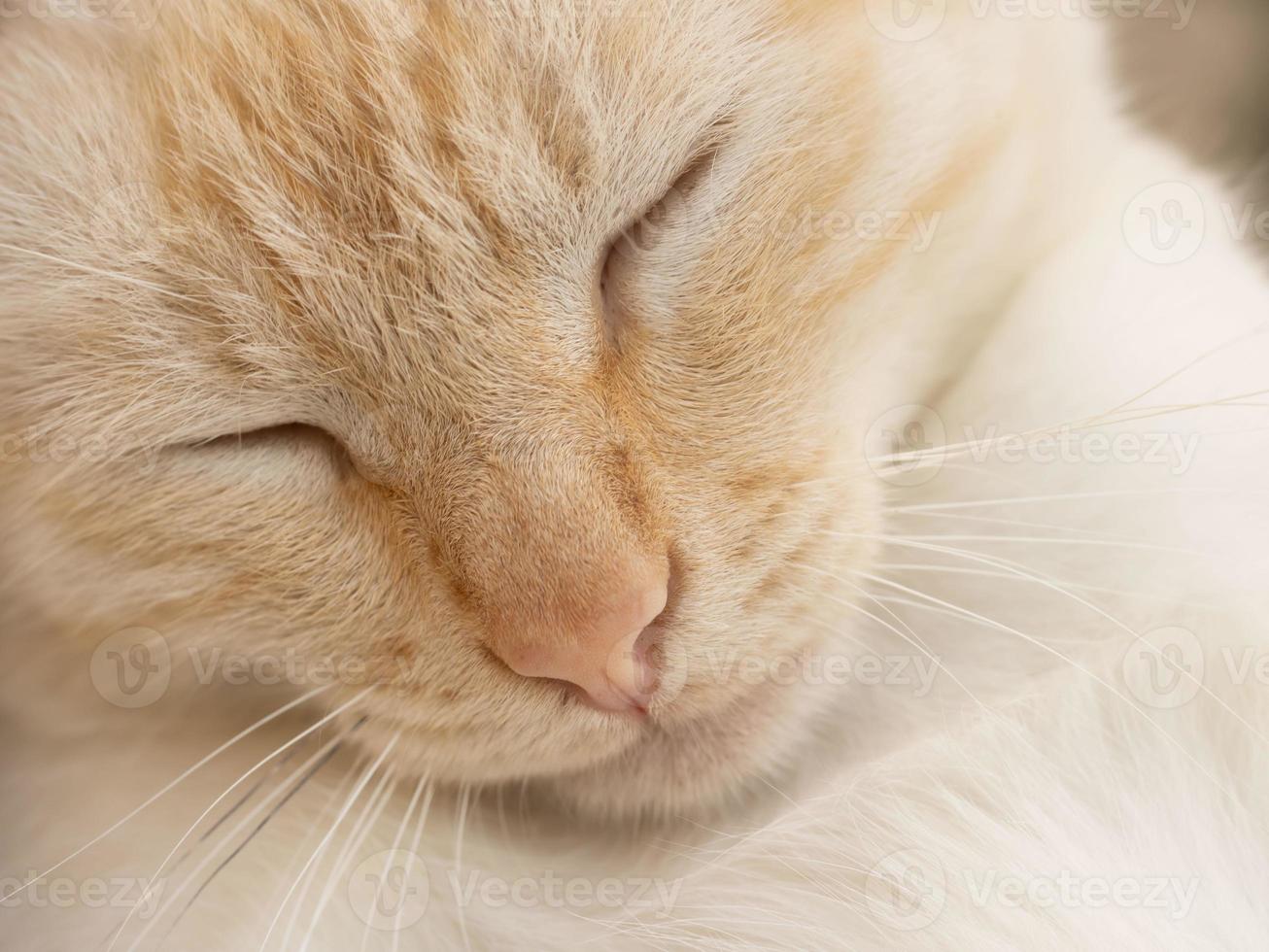 söt vit katt med ingefära munkorg är sovande. stänga upp porträtt av sovande skön katt med böjd huvud foto