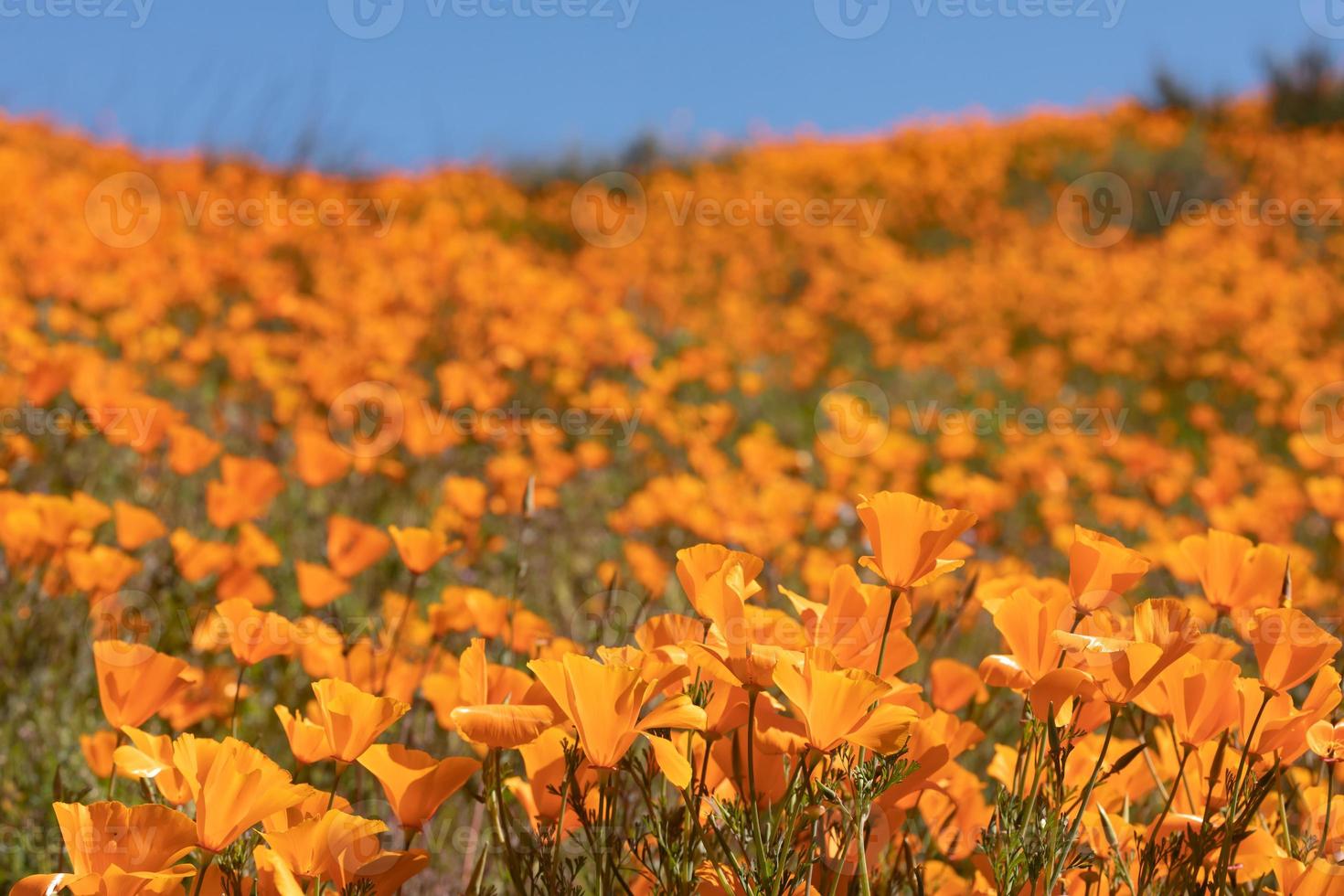 säsong- kalifornien vallmo blomma landskap foto