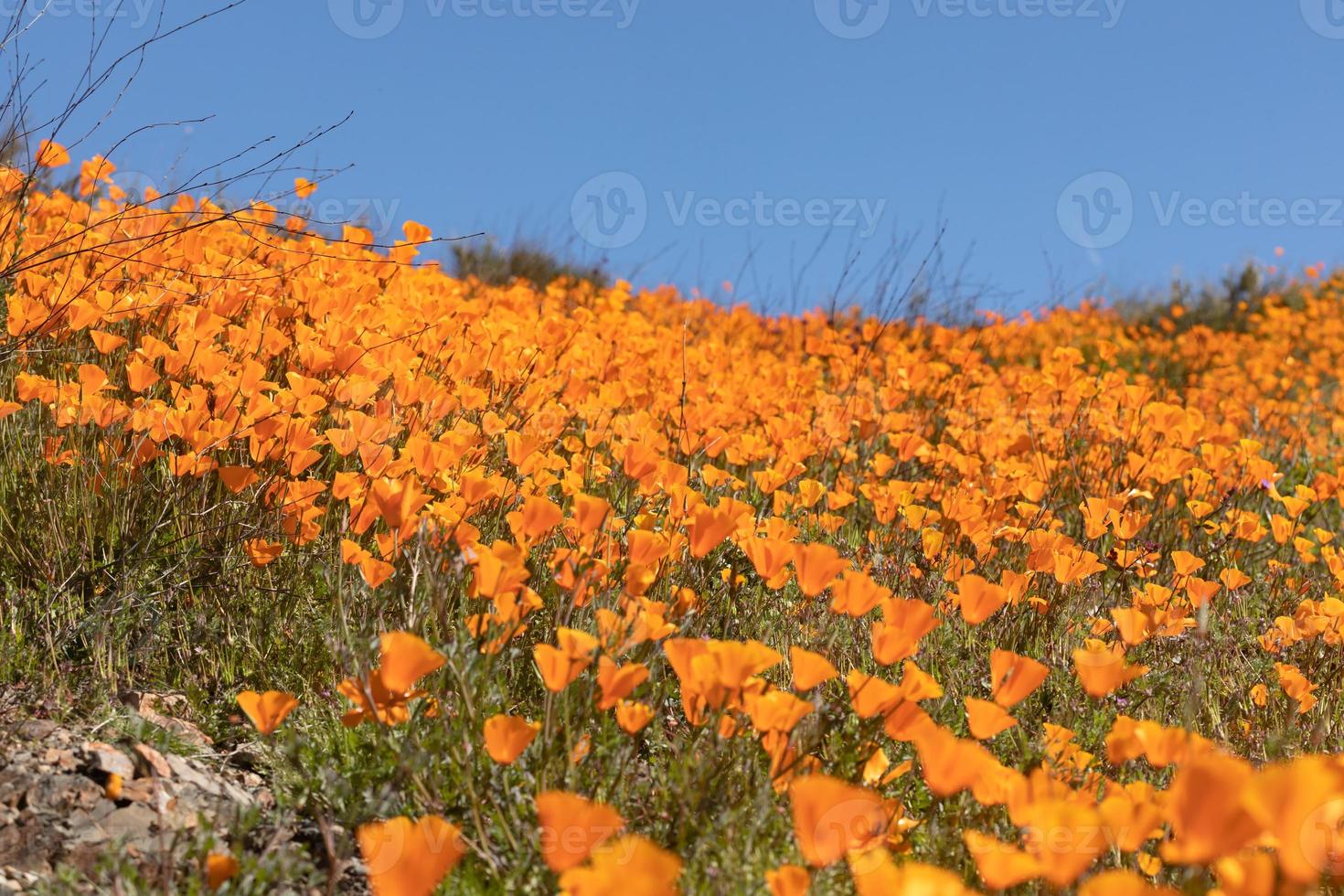 säsong- kalifornien vallmo blomma landskap foto