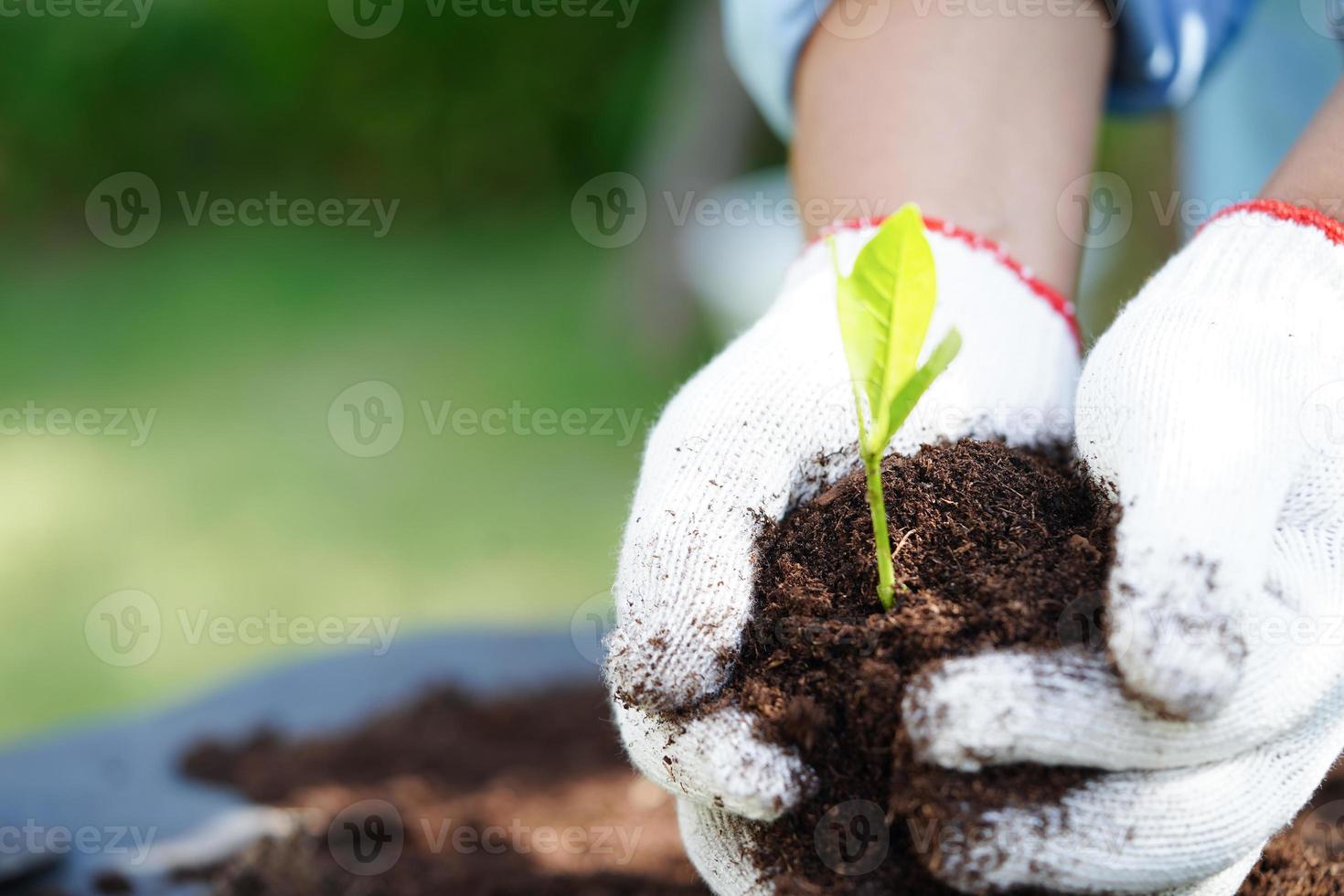 träd växande med hand, eco jord dag, spara värld, spara jorden, gå grön foto