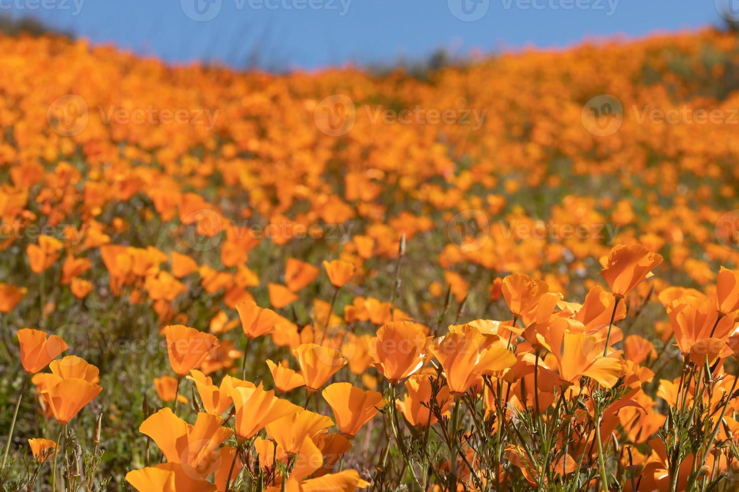 kalifornien vallmo landskap under de 2019 super blomma foto