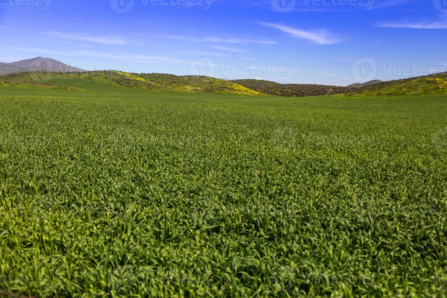 frodig grön bruka landa landskap med kullar i de distans foto