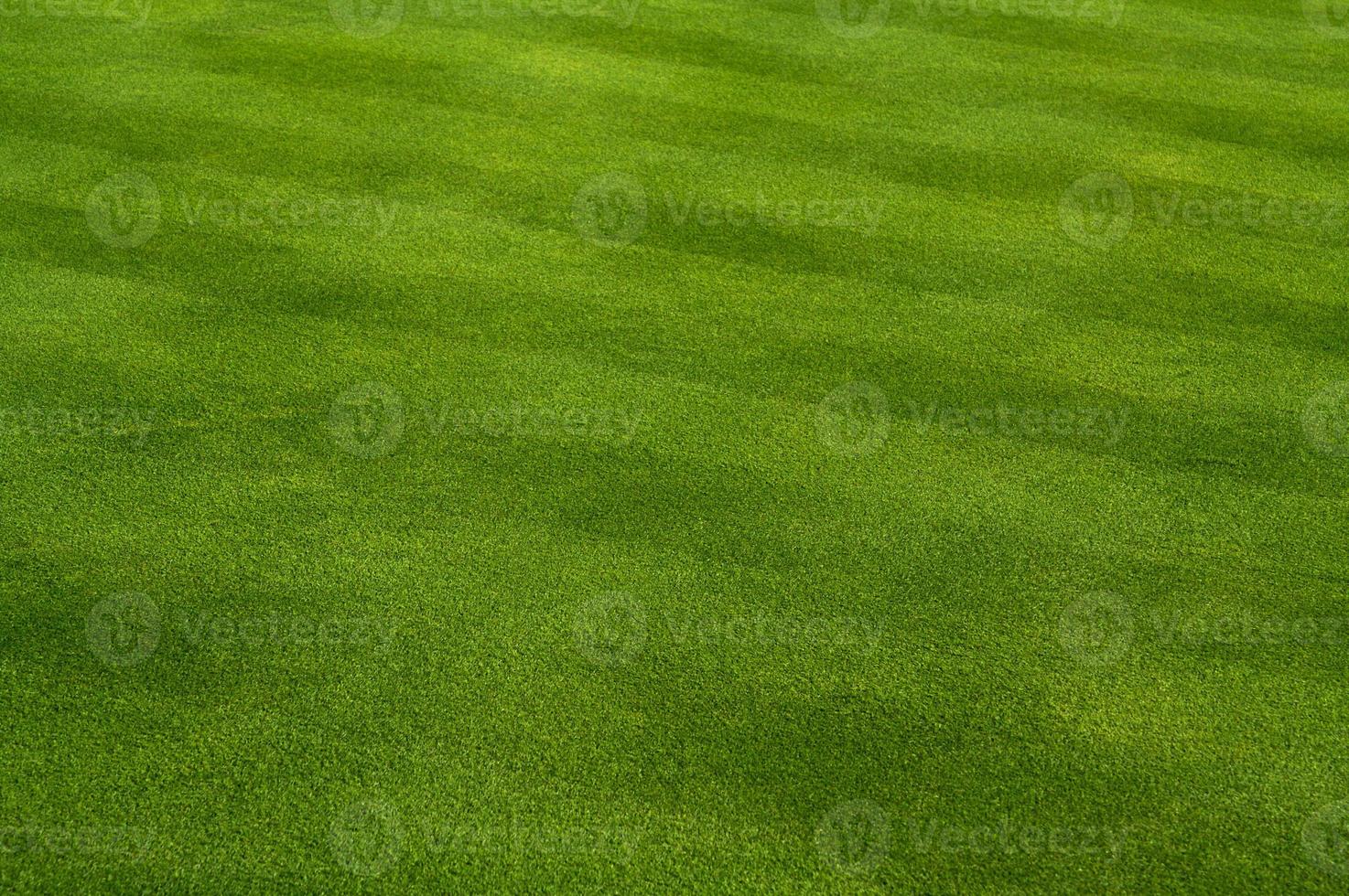 färsk skära gräs foto