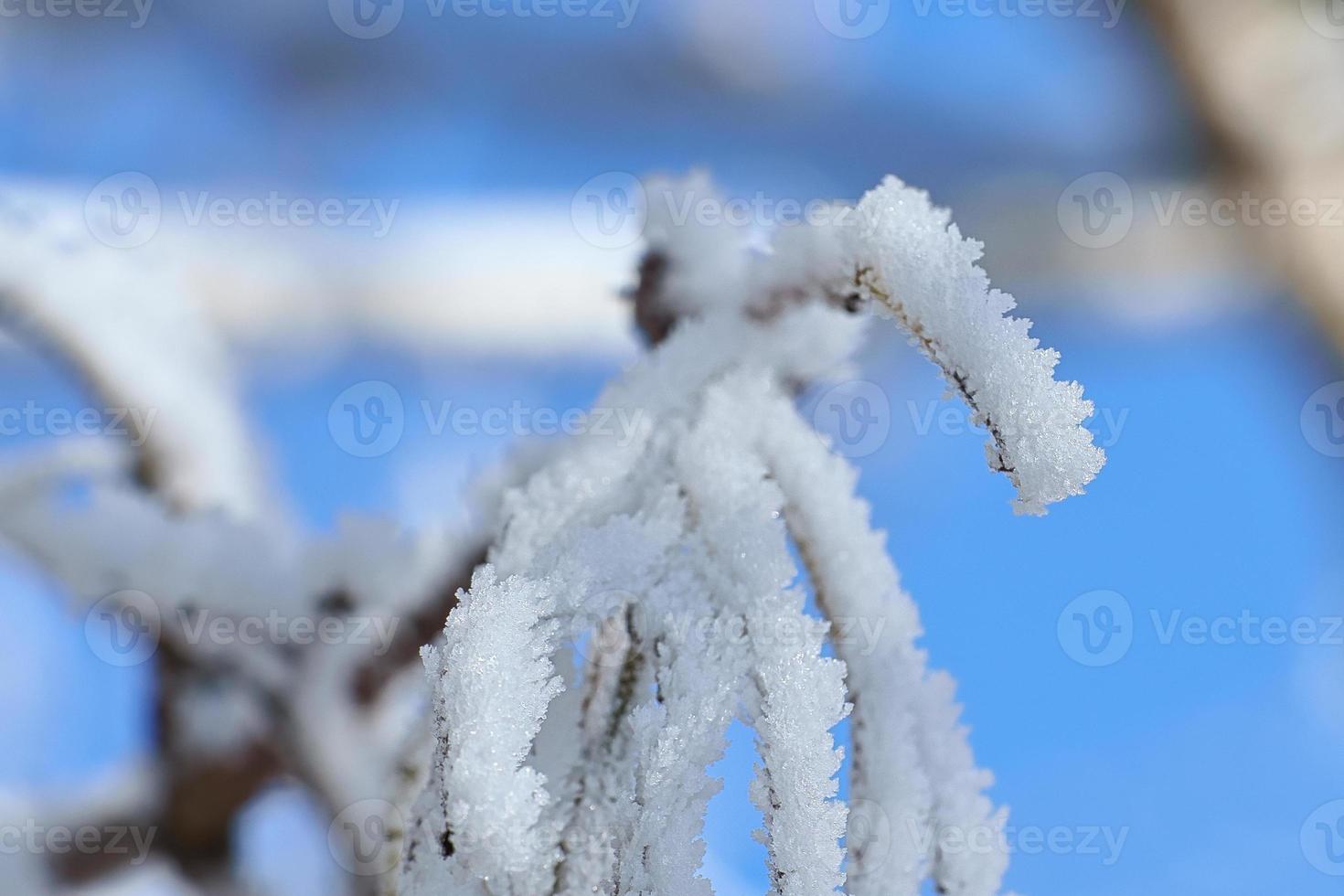 is kristaller bildas på grenar och frysa i Allt vägbeskrivningar. en rikt texturerad foto