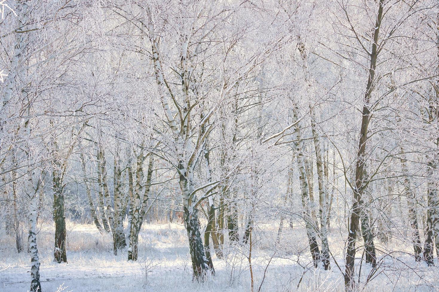 snöig björk skog på de utkant av berlin. frost former is kristaller på de grenar foto