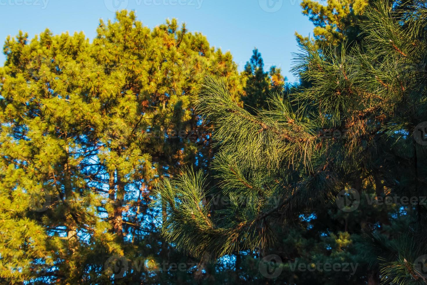 pinus strobus, vanligen denominerade de östra, nordlig vit tall eller weymouth tall, och mjuk tall är en stor tall inföding till östra norr Amerika foto