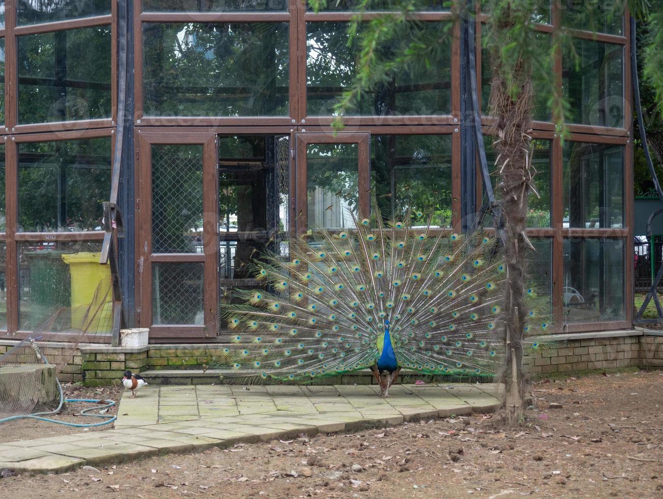 påfågel i de Zoo. Zoo i de stad parkera. Zoo atmosfär. de påfågel spridning dess svans. foto