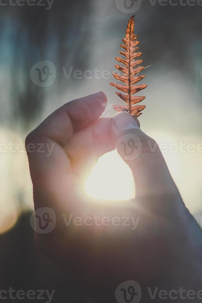 stänga upp kvinna innehav ormbunke blad på solnedgång begrepp Foto