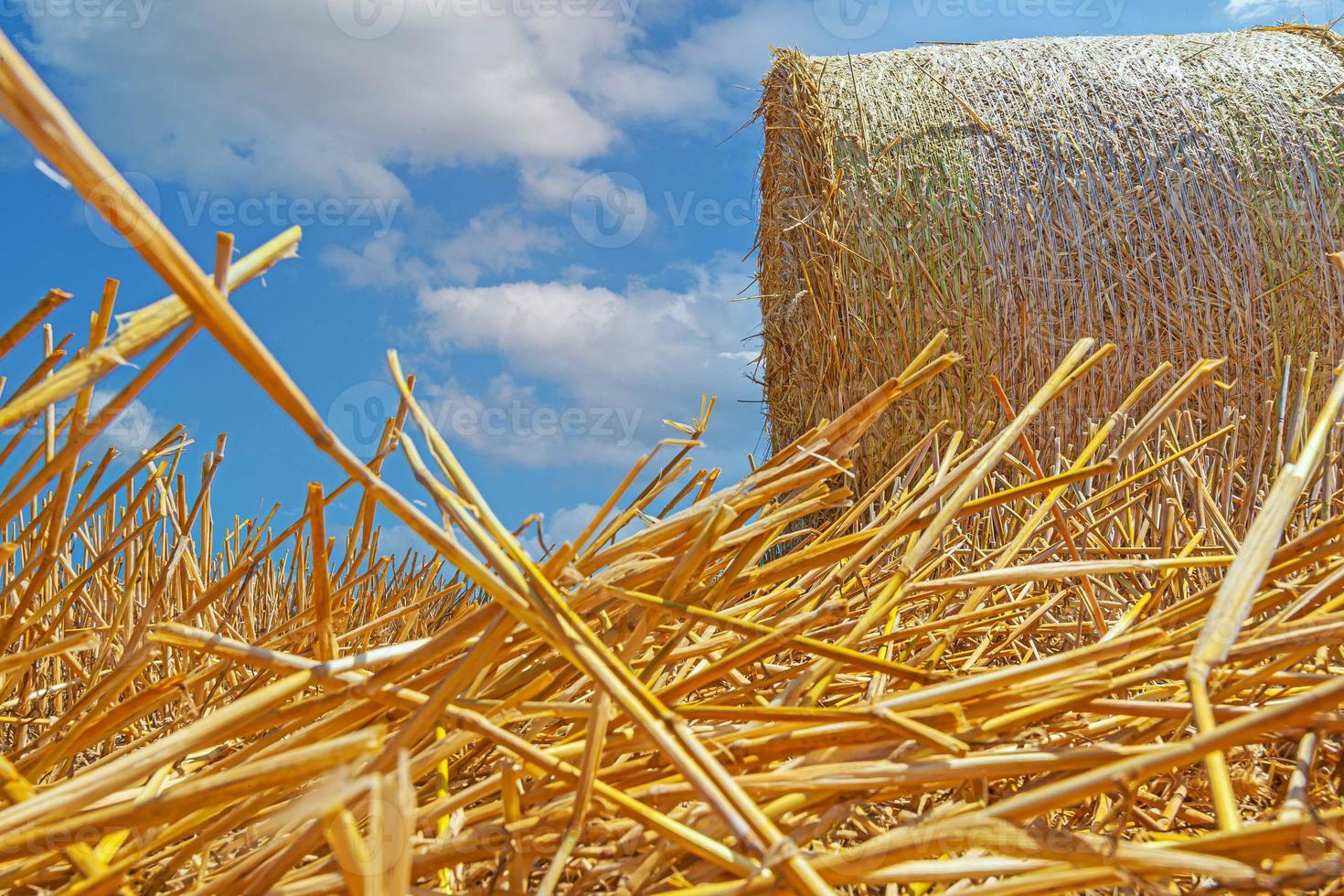 jord perspektiv bild av sugrör balar på en klippt fält i höst foto