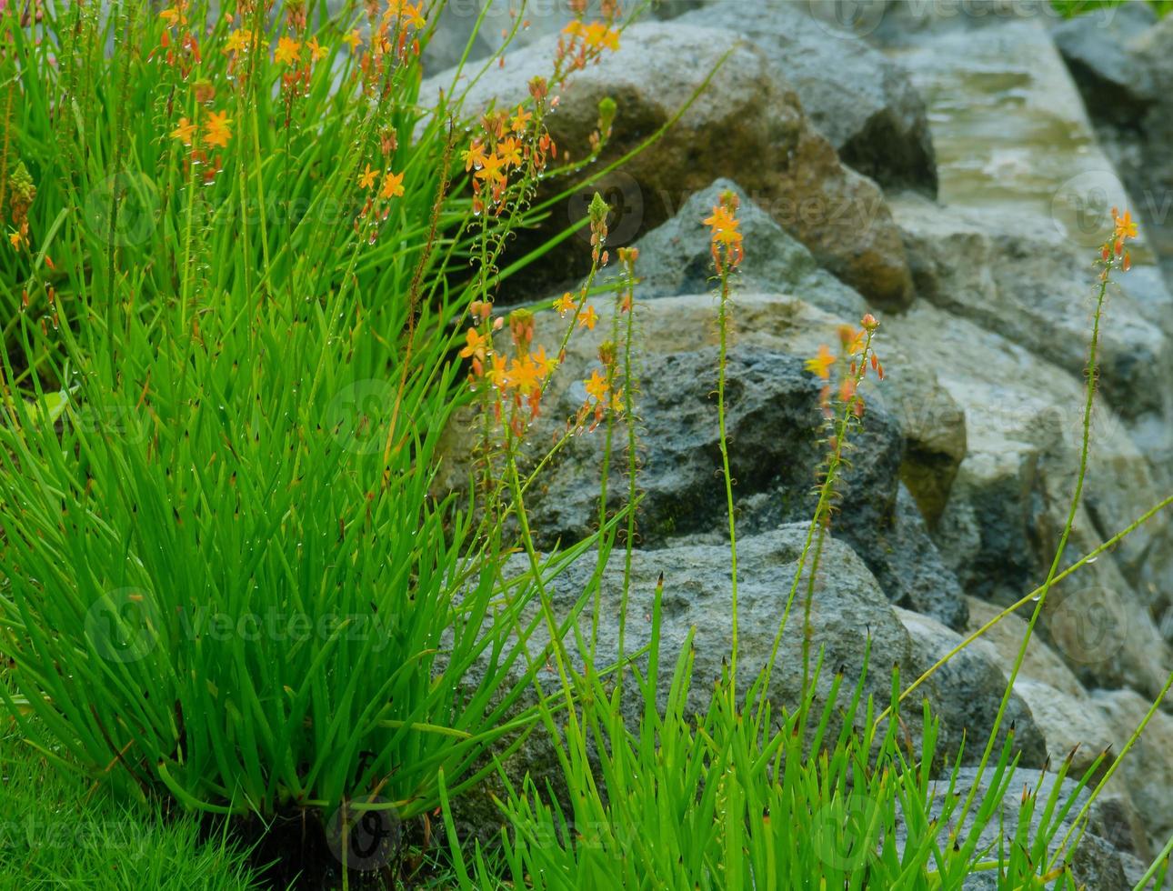 bild av bulbine frutescens foto