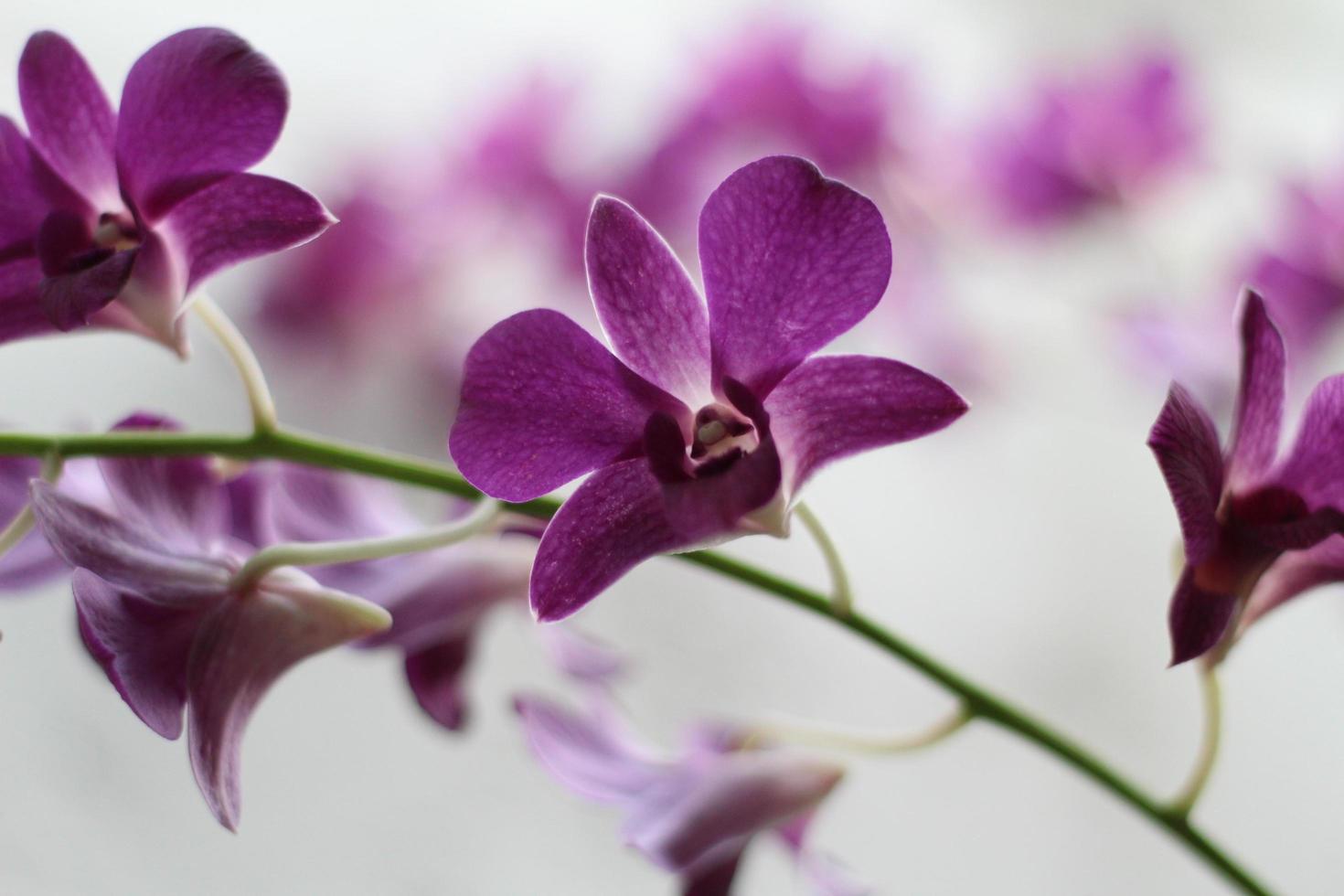 lila orkide, lila blommor stänga upp foto