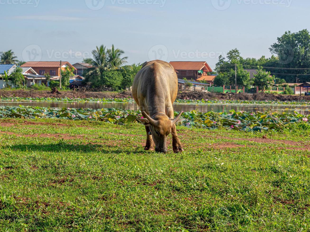 thai buffel i de fält foto