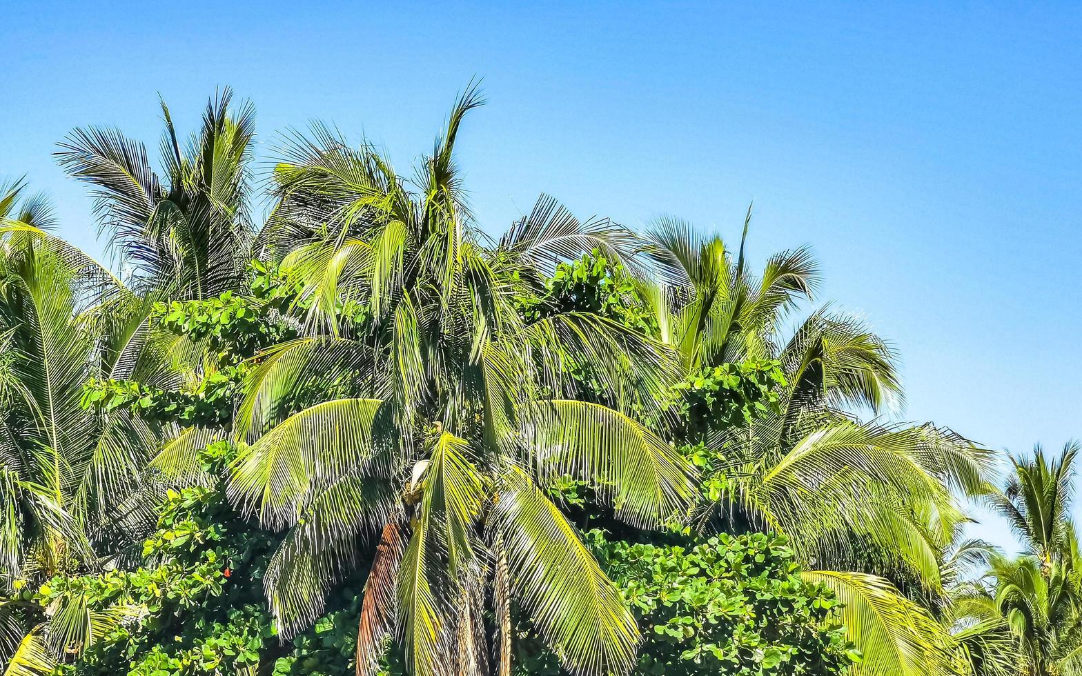 tropisk naturlig handflatan träd kokosnötter blå himmel i Mexiko. foto