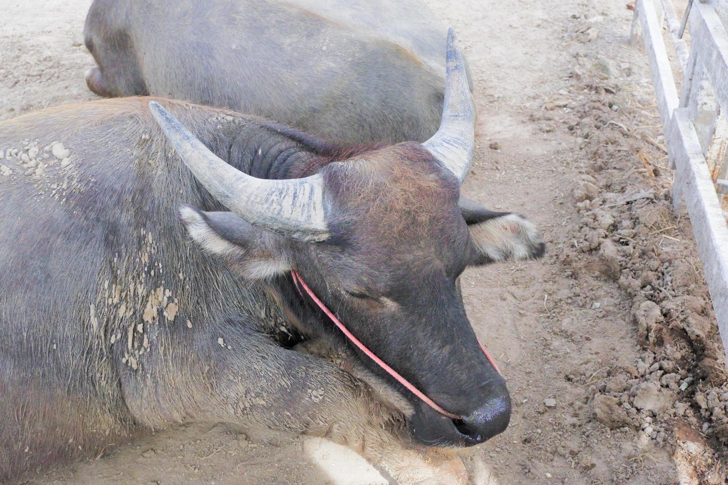 thai buffel, grå och svart liggande på de jord . foto