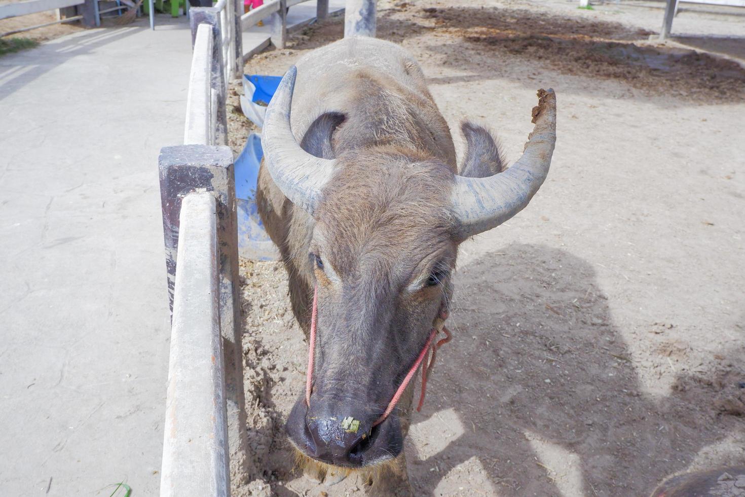 thai buffel, grå och svart liggande på de jord . foto