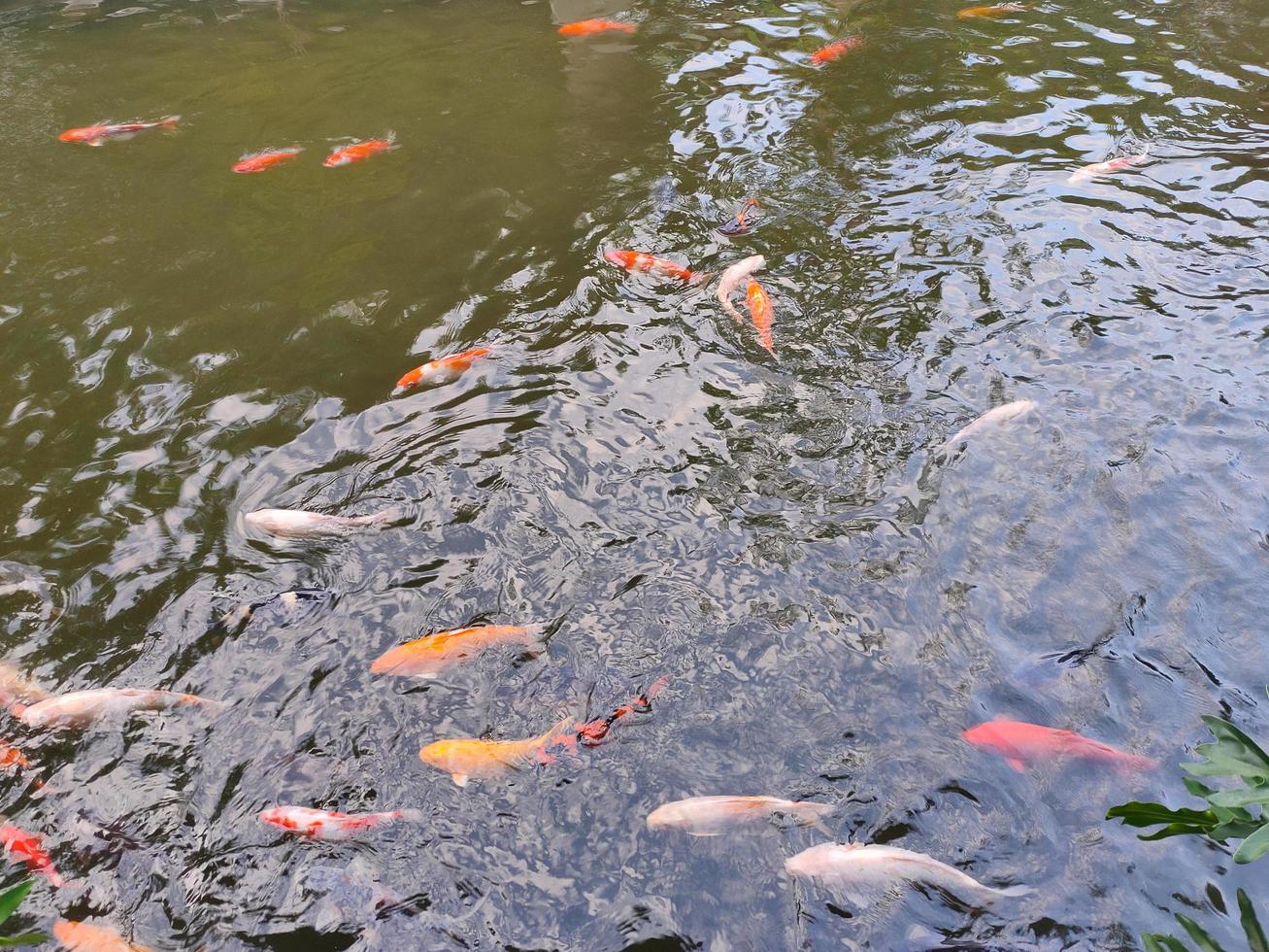 koi fisk simning i en stor damm foto