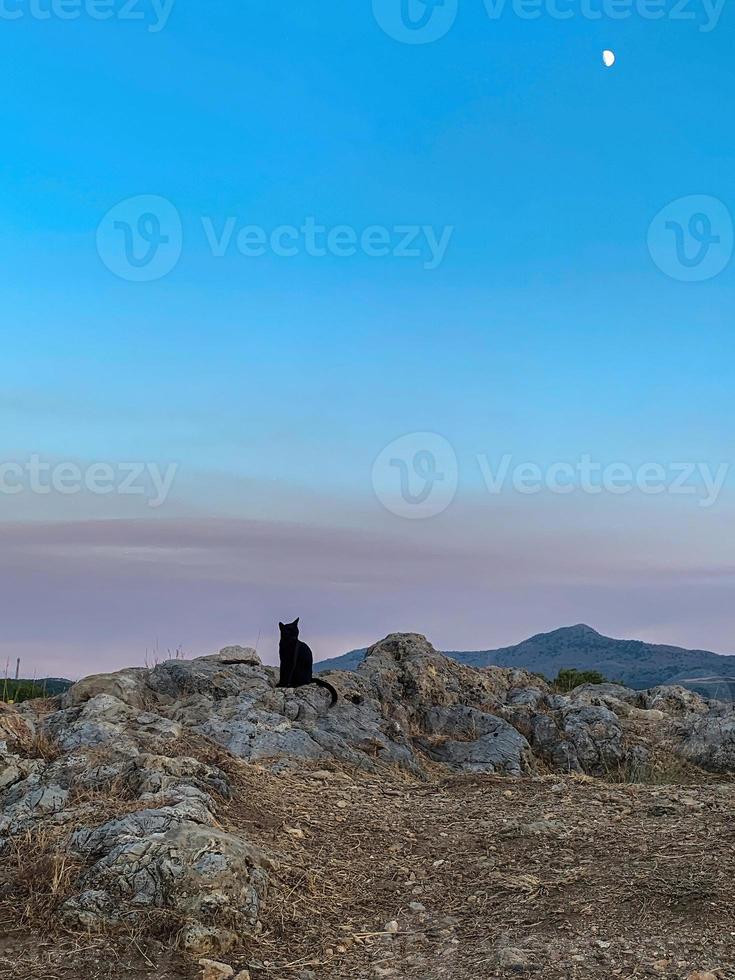 svart katt Sammanträde på stenar och ser på de måne foto